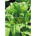 Hybrid green cabbage seeds for Planted-Early Bolt 02